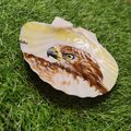Hawk Portrait Painted Shell