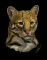 Charity Print: Ocelot Digital Artwork