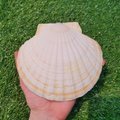 Beach Landscape Painted Shell