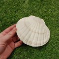 Aurora Borealis Painted Shell