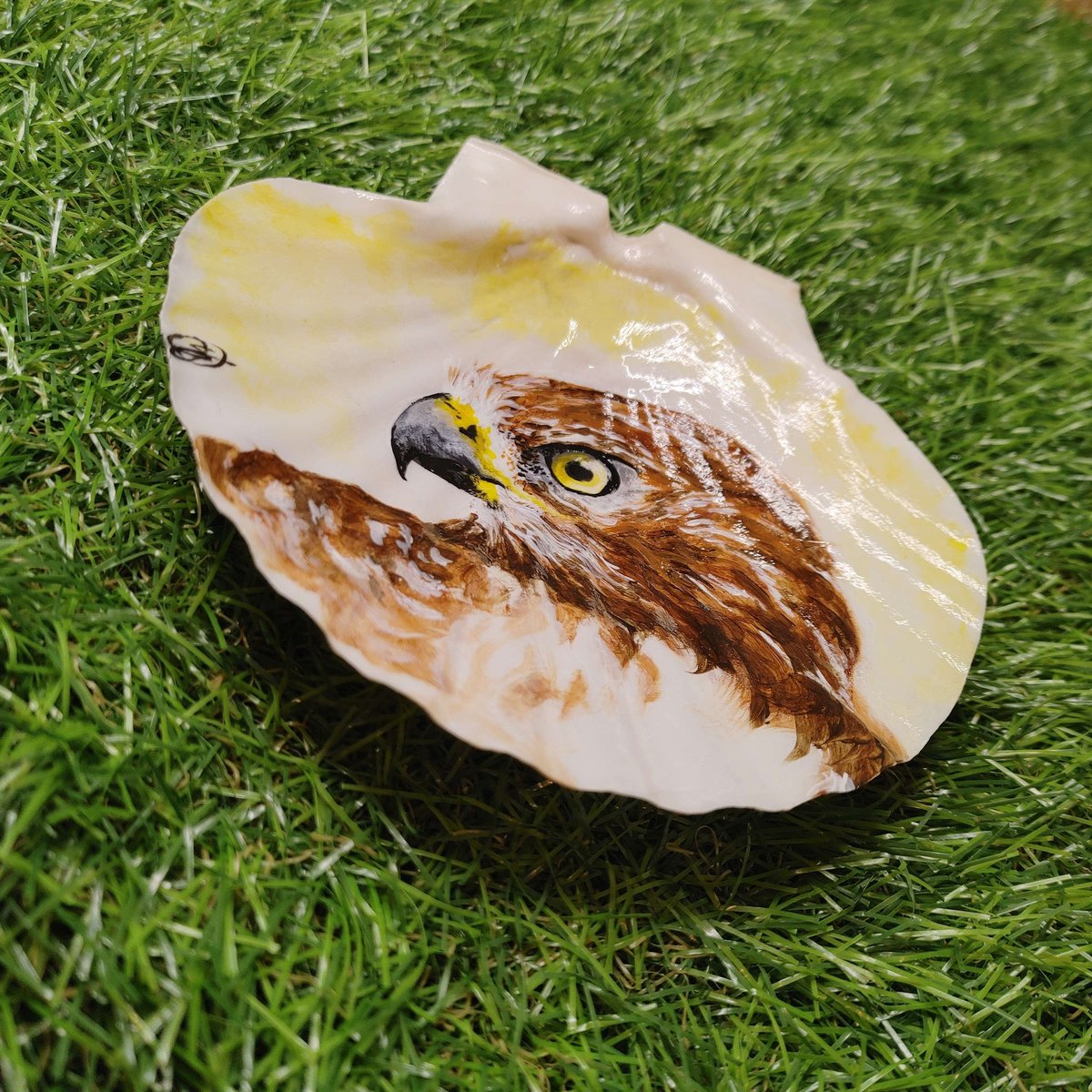 Hawk Portrait Painted Shell